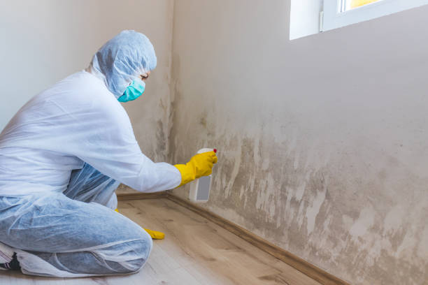 Licensed Mold Removal service in Midland, PA - Car Mold Remediation