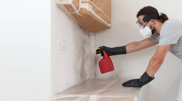 Professional Mold Removal technician working in Midland, PA