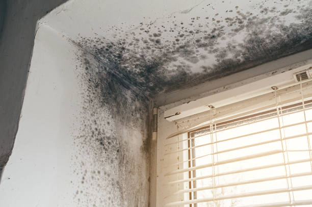 Affordable Mold Removal solutions in Midland, PA